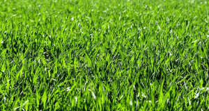 Comment rendre son herbe plus verte